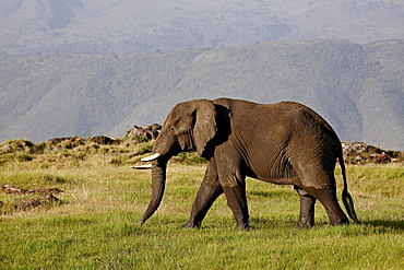 African elephant (Loxodonta africana), Ngorongoro Crater, UNESCO World Heritage Site, Tanzania, East Africa, Africa