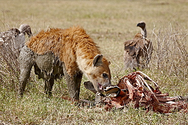 Spotted hyena (Crocuta crocuta) at the remains of a zebra kill, Tanzania, East Africa, Africa