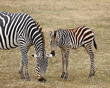 Common zebra (Burchell's zebra) (Equus burchelli) mare and colt, Ngorongoro Crater, Tanzania, East Africa, Africa