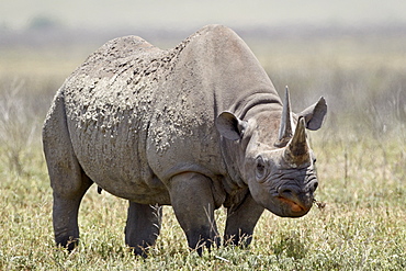 Black rhinoceros (hook-lipped rhinoceros) (Diceros bicornis), Ngorongoro Crater, Tanzania, East Africa, Africa