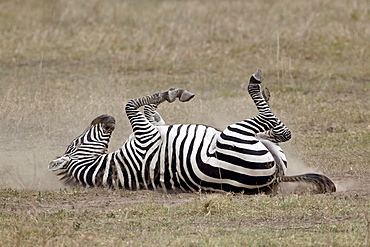 Common zebra (Burchell's zebra) (Equus burchelli) dust bathing, Ngorongoro Crater, Tanzania, East Africa, Africa