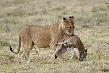 Lioness (Panthera leo) carrying a baby blue wildebeest (brindled gnu) (Connochaetes taurinus) kill, Tanzania, East Africa, Africa