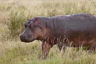 Hippopotamus (Hippopotamus amphibius) out of the water, Serengeti National Park, Tanzania, East Africa, Africa