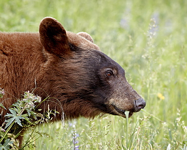 Cinnamon black bear (Ursus americanus) feeding, Waterton Lakes National Park, Alberta, Canada, North America