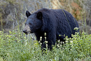 Black bear (Ursus americanus) eating, Glacier National Park, Montana, United States of America, North America