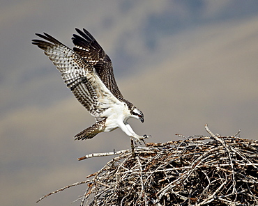 Osprey (Pandion haliaetus) landing on its nest, Lemhi County, Idaho, United States of America, North America