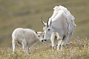 Mountain goat (Oreamnos americanus) nanny and kid, Shoshone National Forest, Wyoming, United States of America, North America