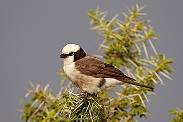 Northern white-crowned shrike (white-rumped shrike) (Eurocephalus rueppelli), Serengeti National Park, Tanzania, East Africa, Africa