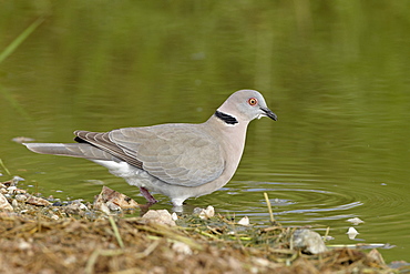 African mourning dove (mourning collared dove) (Streptopelia decipiens), Serengeti National Park, Tanzania, East Africa, Africa