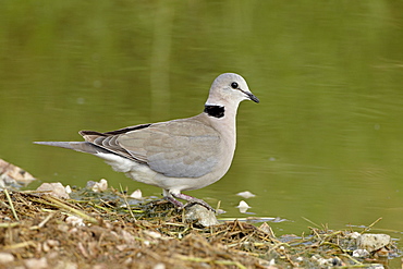 Ring-necked dove (Cape turtle dove) (half-collared dove), (Streptopelia capicola), Serengeti National Park, Tanzania, East Africa, Africa