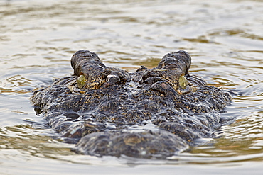 Nile crocodile (Crocodylus niloticus) swimming, Serengeti National Park, Tanzania, East Africa, Africa