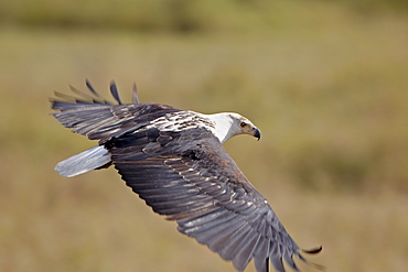 African fish eagle (Haliaeetus vocifer) in flight, Serengeti National Park, Tanzania, East Africa, Africa