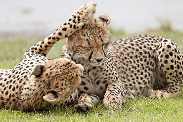 Cheetah (Acinonyx jubatus) mother and an old cub, Serengeti National Park, Tanzania, East Africa, Africa