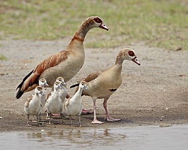 Egyptian goose (Alopochen aegyptiacus) adults and chicks, Serengeti National Park, Tanzania, East Africa, Africa