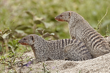 Two banded mongoose (Mungos mungo), Serengeti National Park, Tanzania, East Africa, Africa