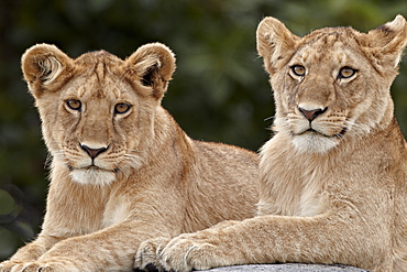 Two lion (Panthera leo) cubs, Serengeti National Park, Tanzania, East Africa, Africa