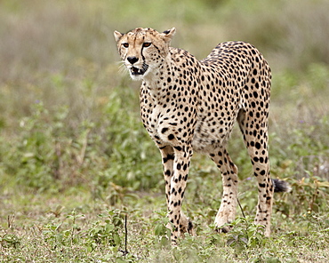 Cheetah (Acinonyx jubatus), Serengeti National Park, Tanzania, East Africa, Africa