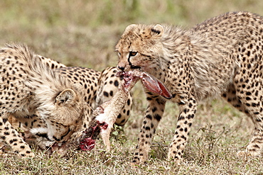 Two cheetah (Acinonyx jubatus) cubs at an African hare kill, Serengeti National Park, Tanzania, East Africa, Africa