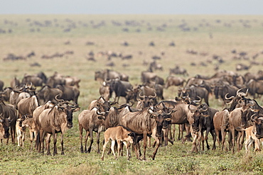 Blue wildebeest (brindled gnu) (Connochaetes taurinus) herd, Serengeti National Park, Tanzania, East Africa, Africa