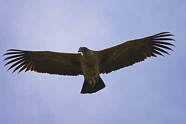 Juvenile Andean condor (Vultur gryphus) soaring, Torres del Paine National Park, Chile, South America