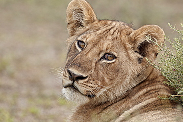 Lion (Panthera leo) cub, Serengeti National Park, Tanzania, East Africa, Africa