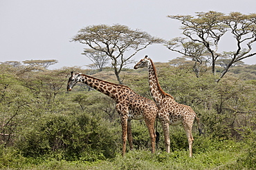 Two Masai giraffe (Giraffa camelopardalis tippelskirchi), Serengeti National Park, Tanzania, East Africa, Africa