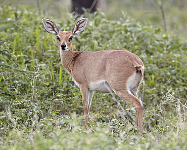 Female steenbok (Raphicerus campestris), Serengeti National Park, Tanzania, East Africa, Africa