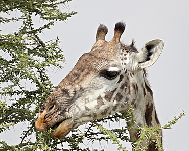 Masai giraffe (Giraffa camelopardalis tippelskirchi) eating, Serengeti National Park, Tanzania, East Africa, Africa