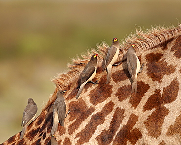 Several yellow-billed oxpecker (Buphagus africanus) on a Masai giraffe (Giraffa camelopardalis tippelskirchi), Serengeti National Park, Tanzania, East Africa, Africa