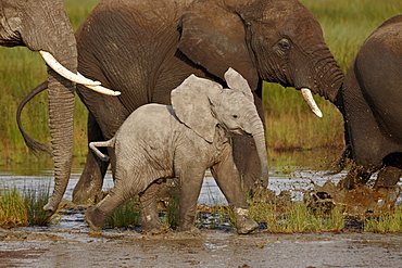 Baby African elephant (Loxodonta africana), Serengeti National Park, Tanzania, East Africa, Africa