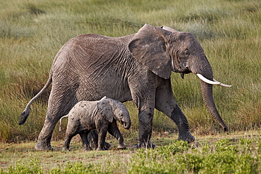 African elephant (Loxodonta africana) mother and baby, Serengeti National Park, Tanzania, East Africa, Africa