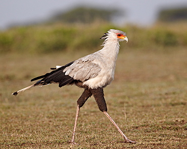 Secretarybird (Sagittarius serpentarius), Serengeti National Park, Tanzania, East Africa, Africa