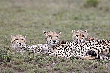 Cheetah (Acinonyx jubatus) mother and two cubs, Serengeti National Park, Tanzania, East Africa, Africa