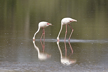 Two greater flamingo (Phoenicopterus roseus) feeding, Serengeti National Park, Tanzania, East Africa, Africa