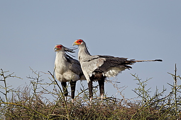 Secretarybird (Sagittarius serpentarius) pair atop their nest, Serengeti National Park, Tanzania, East Africa, Africa