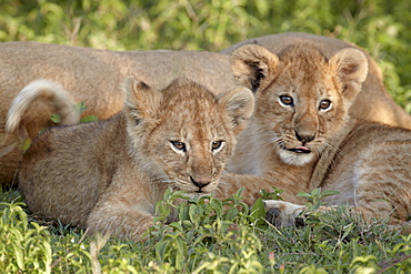 Two young lion (Panthera leo) cubs, Serengeti National Park, Tanzania, East Africa, Africa