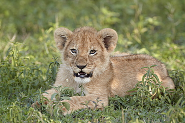Young lion (Panthera leo) cub, Serengeti National Park, Tanzania, East Africa, Africa
