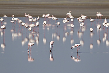 Three lesser flamingo (Phoeniconaias minor) feeding with greater flamingo in the background, Serengeti National Park, Tanzania, East Africa, Africa