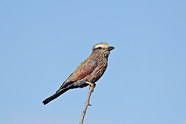 Rufus-crowned roller (purple roller) (Coracias naevia), Kruger National Park, South Africa, Africa