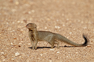 SlendermMongoose (Galerella sanguinea), Kruger National Park, South Africa, Africa