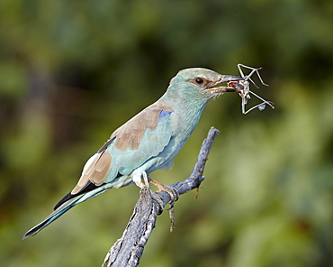 European roller (Coracias garrulus) with an insect, Kruger National Park, South Africa, Africa