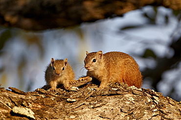 Tree squirrel (Paraxerus cepapi) adult and young, Kruger National Park, South Africa, Africa