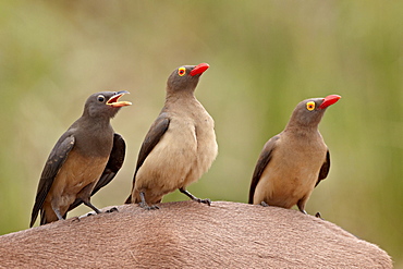 Two adult and an immature red-billed oxpecker (Buphagus erythrorhynchus) on an impala, Kruger National Park, South Africa, Africa