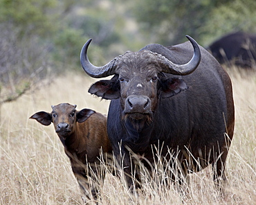 Cape buffalo (African buffalo) (Syncerus caffer) cow and calf, Kruger National Park, South Africa, Africa