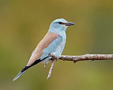 European roller (Coracias garrulus), Kruger National Park, South Africa, Africa