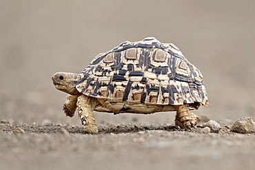 Leopard tortoise (Geochelone pardalis), Kruger National Park, South Africa, Africa