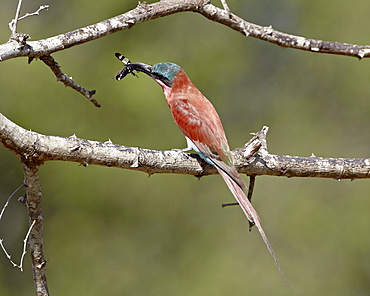 Southern carmine bee-eater (carmine bee-eater) (Merops nubicoides) with an insect, Kruger National Park, South Africa, Africa