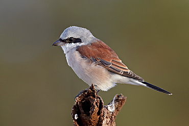 Male red-backed shrike (Lanius collurio), Kruger National Park, South Africa, Africa