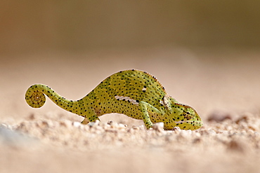 Flap-necked chameleon (Chamaeleo dilepis), Kruger National Park, South Africa, Africa