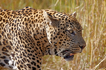 Male leopard (Panthera pardus), Kruger National Park, South Africa, Africa